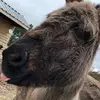 adam whigham - @adam.whigham6 - TikTok