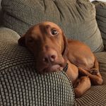 Adam Hynes - @bentleythevizsla77 - Instagram