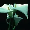 adamjerman - @adamjerman - TikTok
