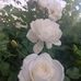 Adam Jo - Facebook