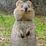 Adam Joaquin Arce - @quokka1207 - Instagram