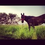 Adam Joaquin Gutiérrez - @adamjoaco - Instagram