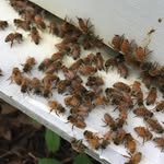 Adam & Jennifer-Keeping Bees! - @freerangehoneyfarm - Instagram