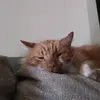 Adam Kellner - @adam.kellner5 - TikTok