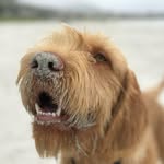 Adam Kennedy dog trainer - @adamkennedydogtrainer - Instagram