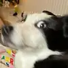 adamkerrigan - @adamkerrigan - TikTok