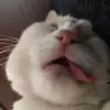 adam_k_o - @adam_k_o - TikTok