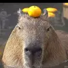 Adam Koperek - @adam.koperek8 - TikTok