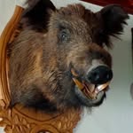 Adam Krampf - @krampfadam - Instagram