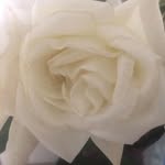 Pete Johnson - @adam.krampitz - Instagram