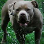 Adam Labrie - @nightswatchbullies - Instagram