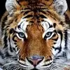 Adam Langner - @user3589281807301 - TikTok