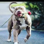 Adam Lenzi - @adam_lenzi32108 - Instagram
