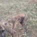 Adam Lopez - Facebook