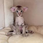 Adam Lower - Facebook