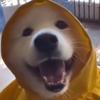 adam - @adam.mclaughlin - TikTok