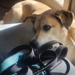 Adam Macy - @adammotorsporterevovxl2.0 - Instagram