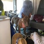 Adam Prime - @adam_maddisonfarm - Instagram