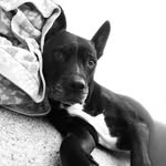 Adam Fischer + Madison O’Leary - @dogswemetatwork - Instagram