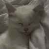 adammaggs482 - @adammaggs482 - TikTok