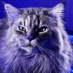 Adam Mahar - @adam_mahar_74 - Instagram