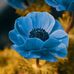 Adam Mahon - Facebook