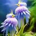 Adam Malik - Facebook