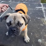 Adam Marriott - @walks_with_ludo - Instagram