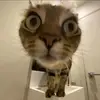 Adamas - @adamasgod - TikTok