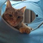 Adam Matlock - @awildbirdappeared - Instagram