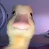 Adam mc sweeney - @adammcsweeney3466 - TikTok