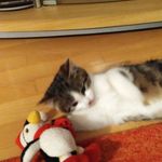 Adam Menge - @mengeadam - Instagram