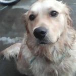 adam millard - @adammillard1516 - Instagram