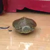 🐢Adam2016🐢 - @adammini - TikTok