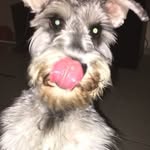 Adam🐾 - @adam.mini - Instagram