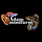 adam guppy & channa farm - @adam.minifarm - Instagram