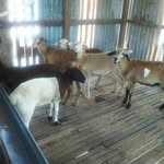 Adam Mini  Farm - @minisheepfarm - Instagram