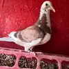 Adam mitchell - @appleuser55687255 - TikTok