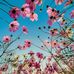 Adam Molay - Facebook