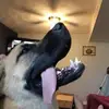 Adam Moffatt - @adammoffatt07 - TikTok