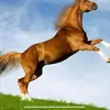 Adam Moose531 - @adammoose531 - TikTok