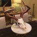 Adam Sanderson’s Skull Mounts - Facebook