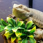 Adam Mumm - @greenxotics - Instagram