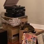 adamoldswan - @adamoldswantoo - Instagram