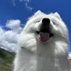 一帆风顺 - @adamssarro - TikTok