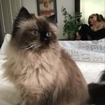 Patch Adam - @patch_fluffy_adam - Instagram