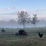Adam Patton - @farmhers_farmhand - Instagram