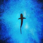 Adam Peake - @p.cococo - Instagram
