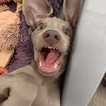 Adam Peasey - @adampeasey - Instagram