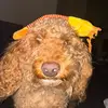 Adam Pentz - @adampentz - TikTok